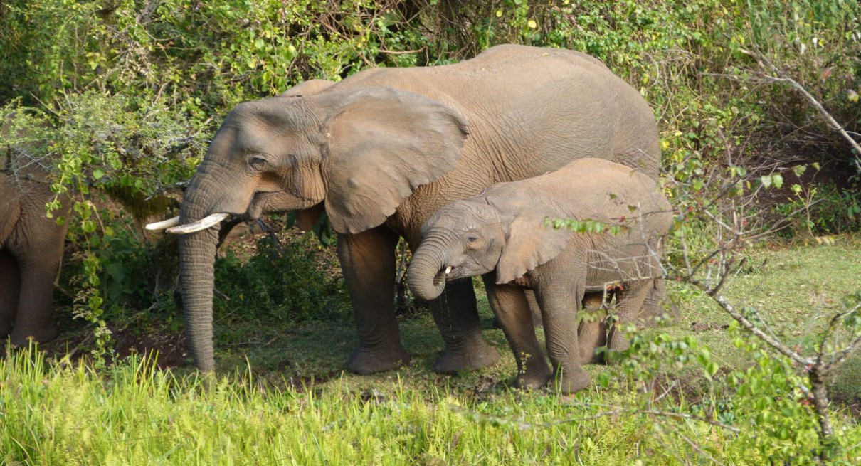Elephants in Murchison Falls