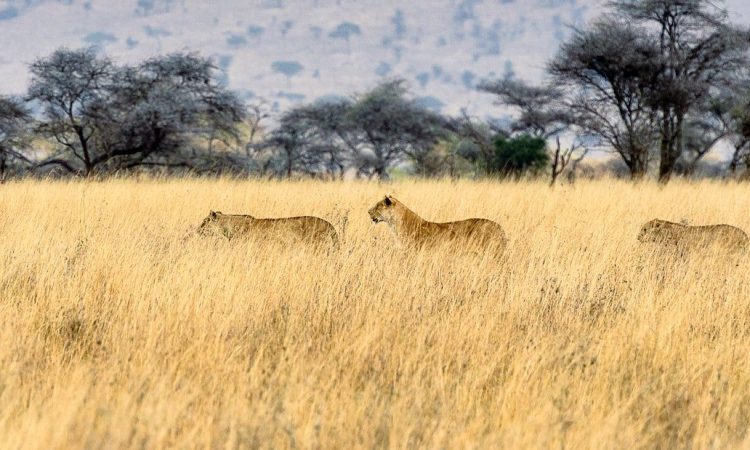 Lions in Serengeti