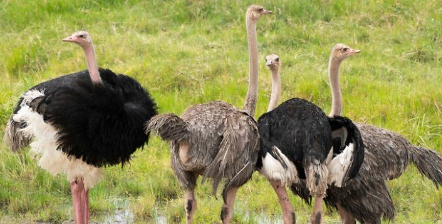Birdlife in Masai Mara
