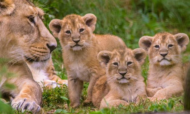 Game Drive in Murchison Falls