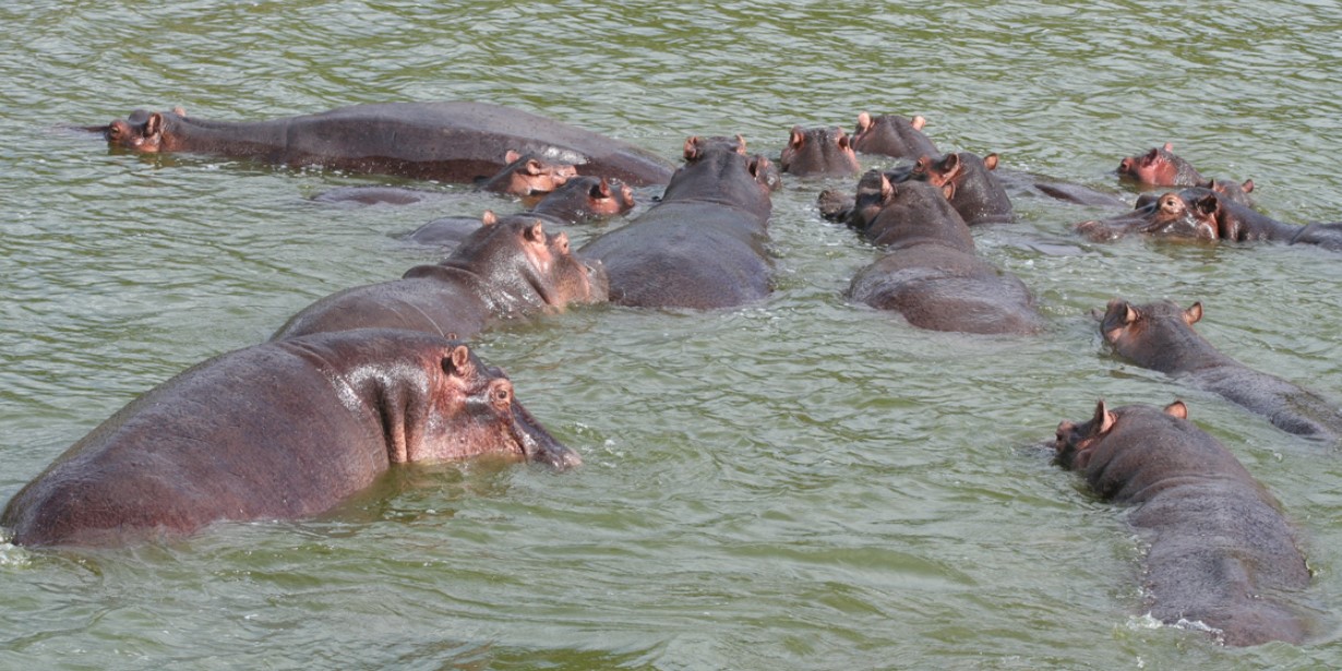 Hippos in Kazinga Channel