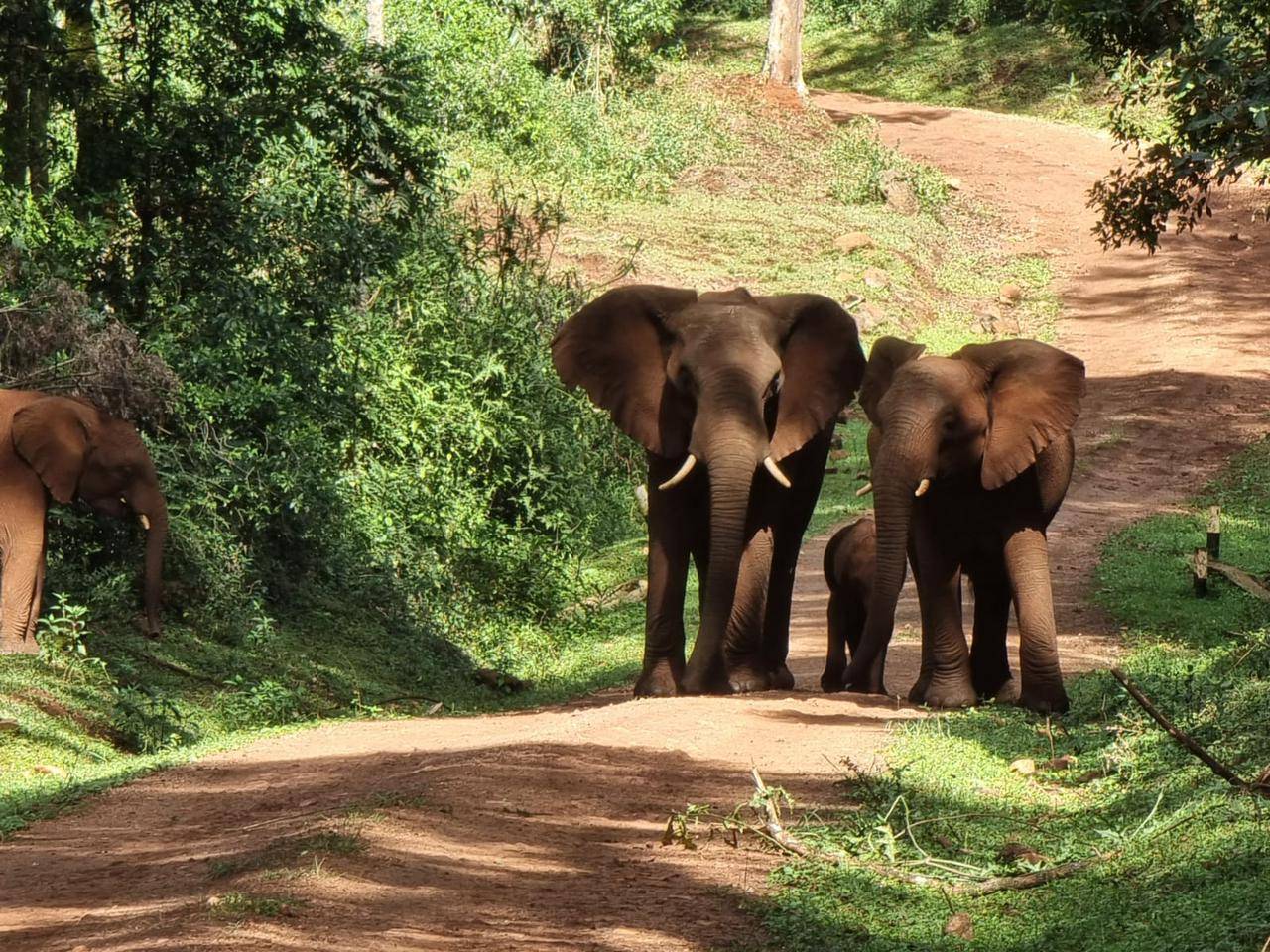 Forest Elephants