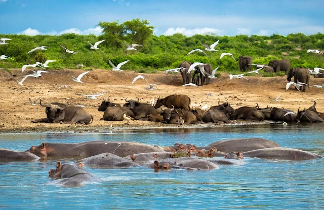Game Drives in Kasenyi Plains