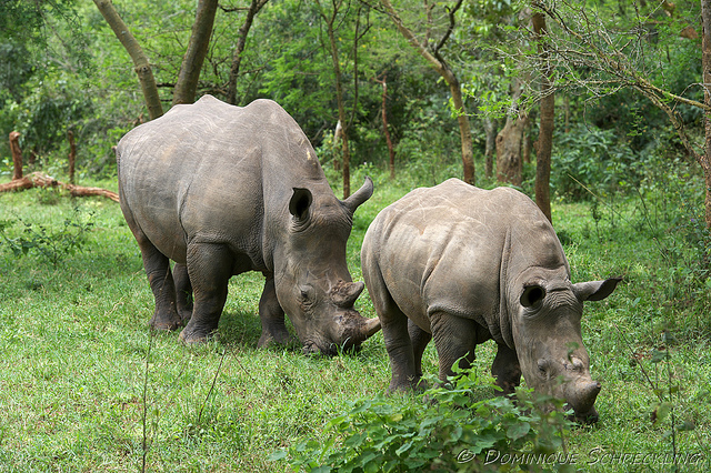 Rhino Tracking