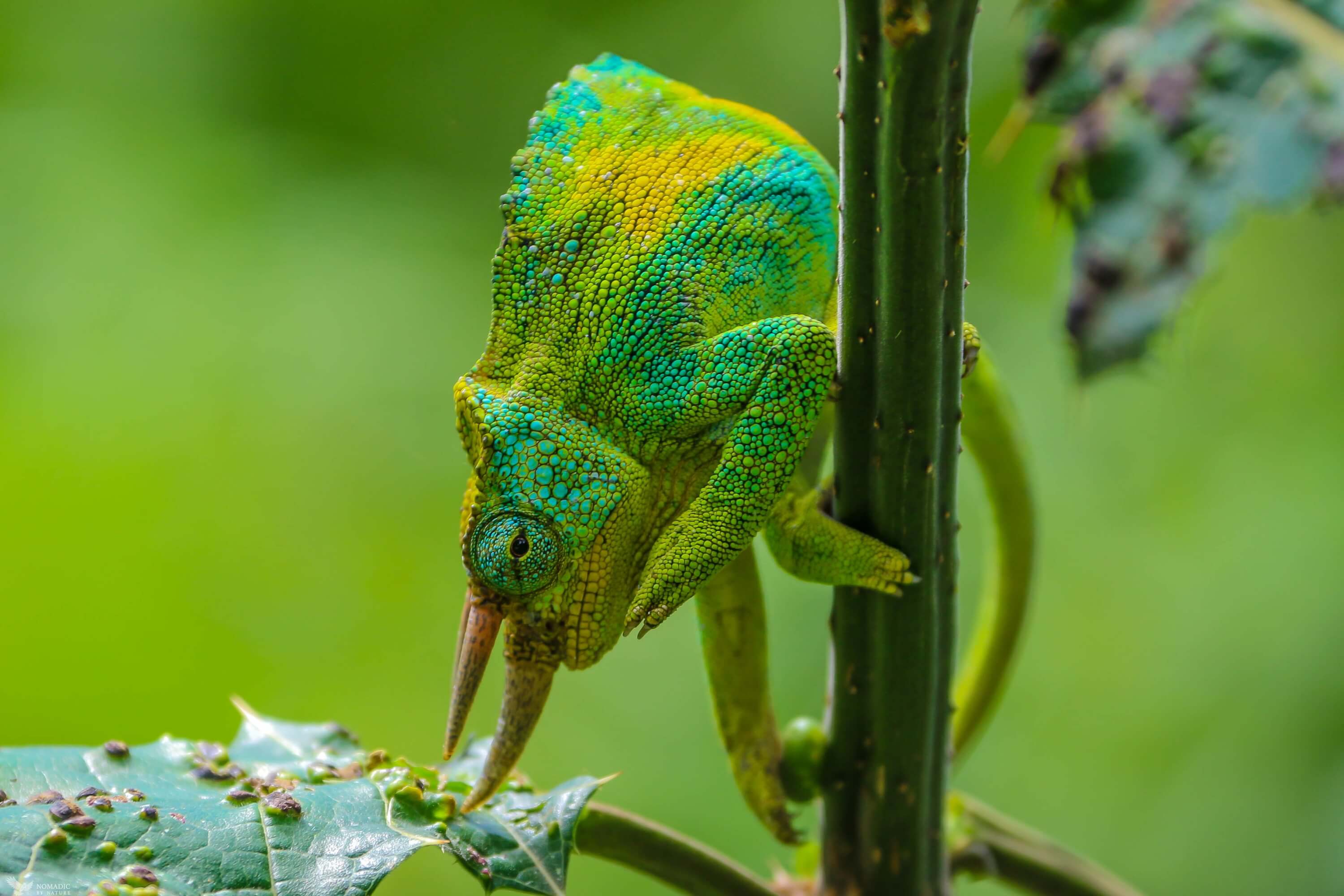 Wildlife in Rwenzori