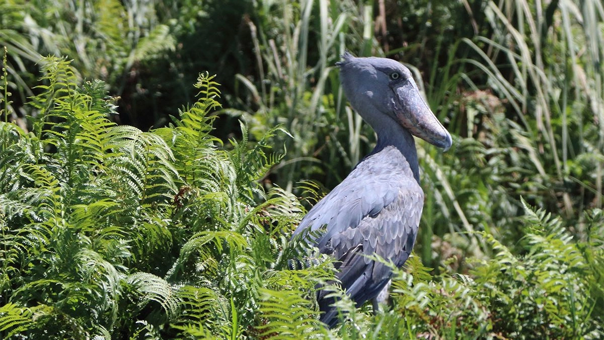 Birdwatching in Semuliki