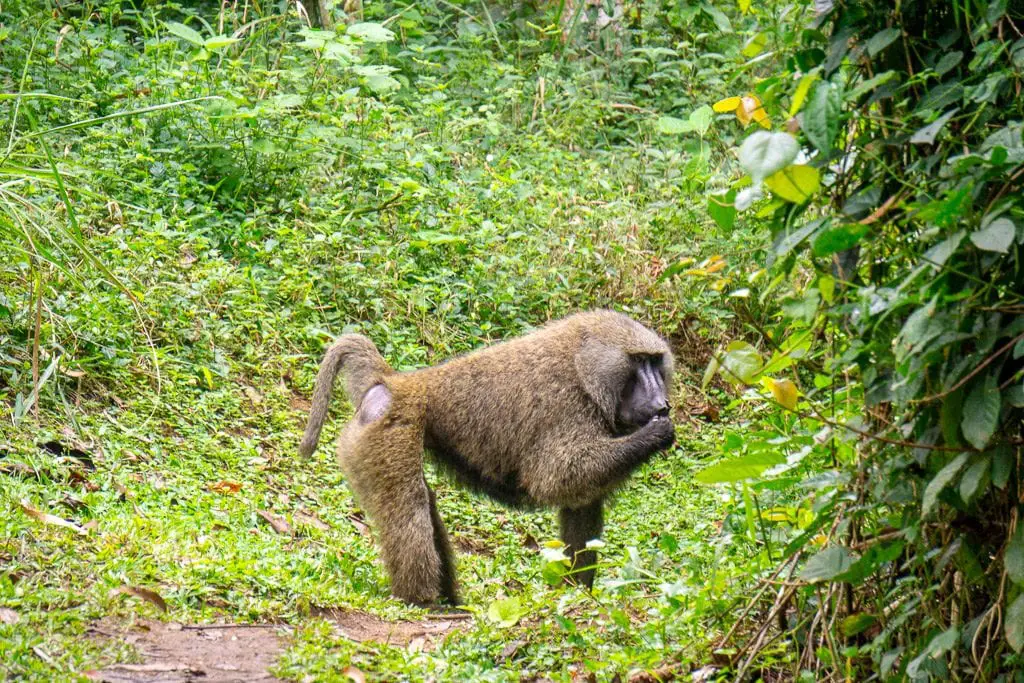 Primates in Nyungwe