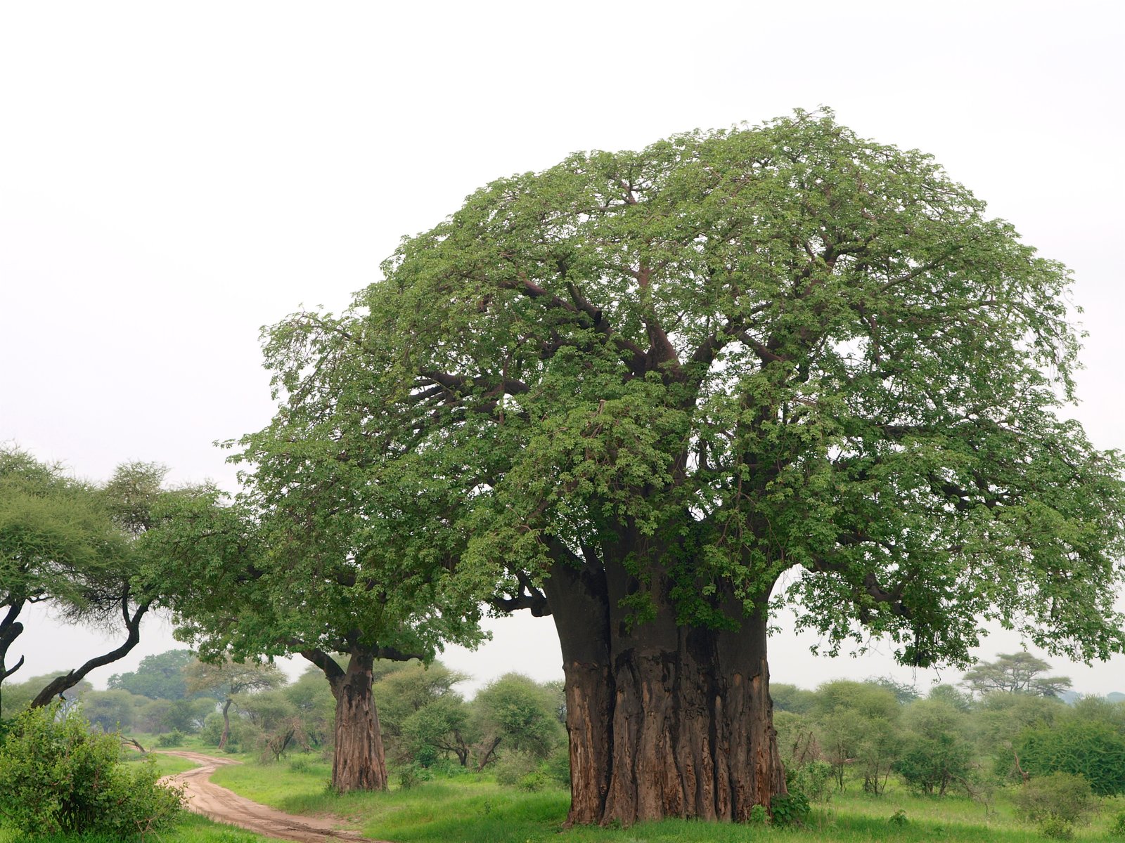 Baobab Trees in Tarangire