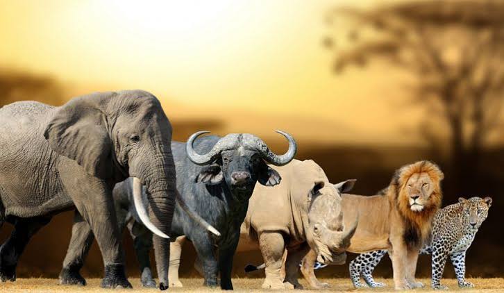 Pride of Lions