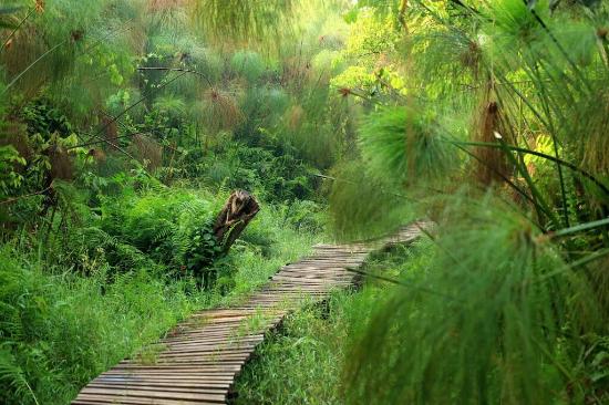 Bigodi Wetland Sanctuary