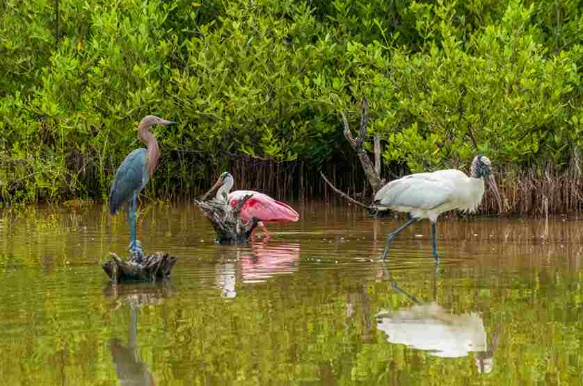 Birdwatching in Nyungwe