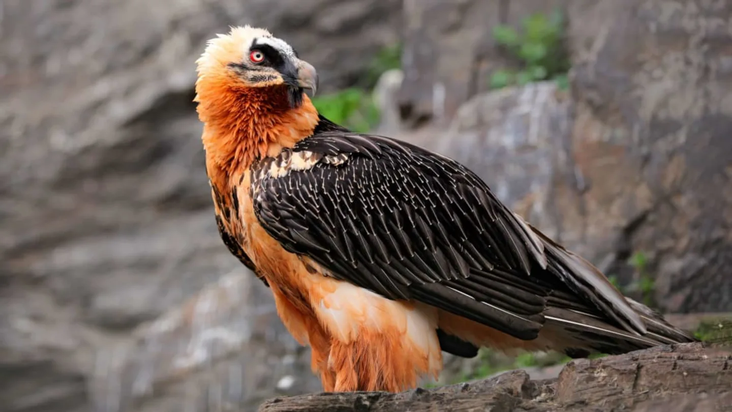 Birdlife in Mount Elgon