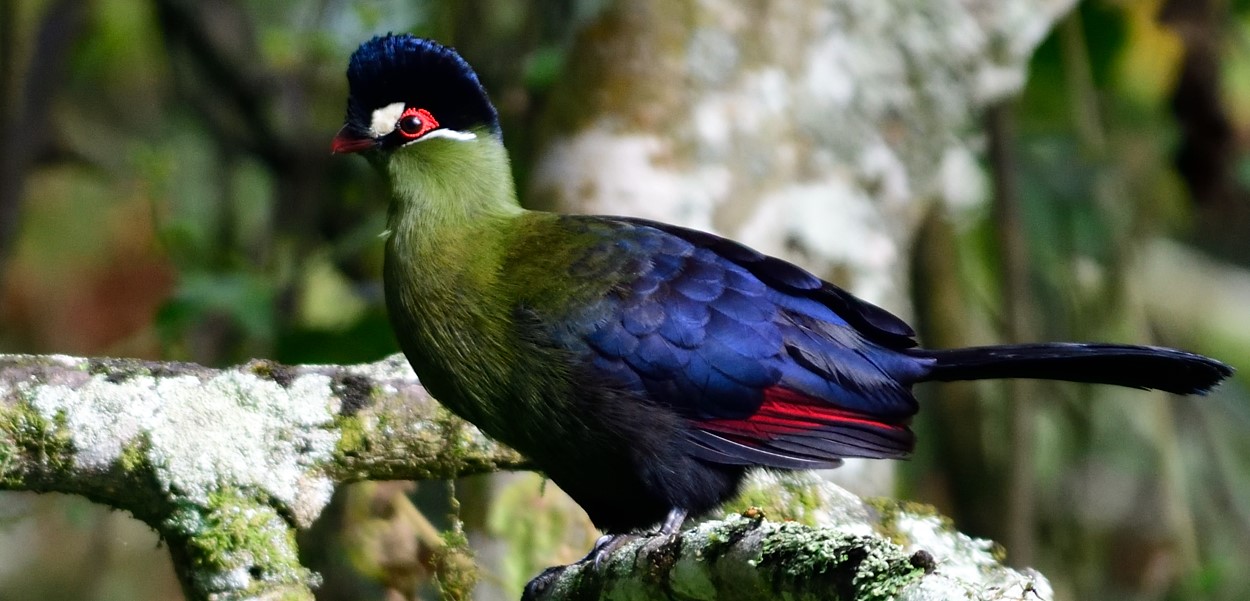 Bird Watching in Kidepo