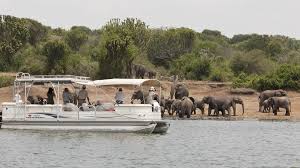 Elephants in Queen Elizabeth Park