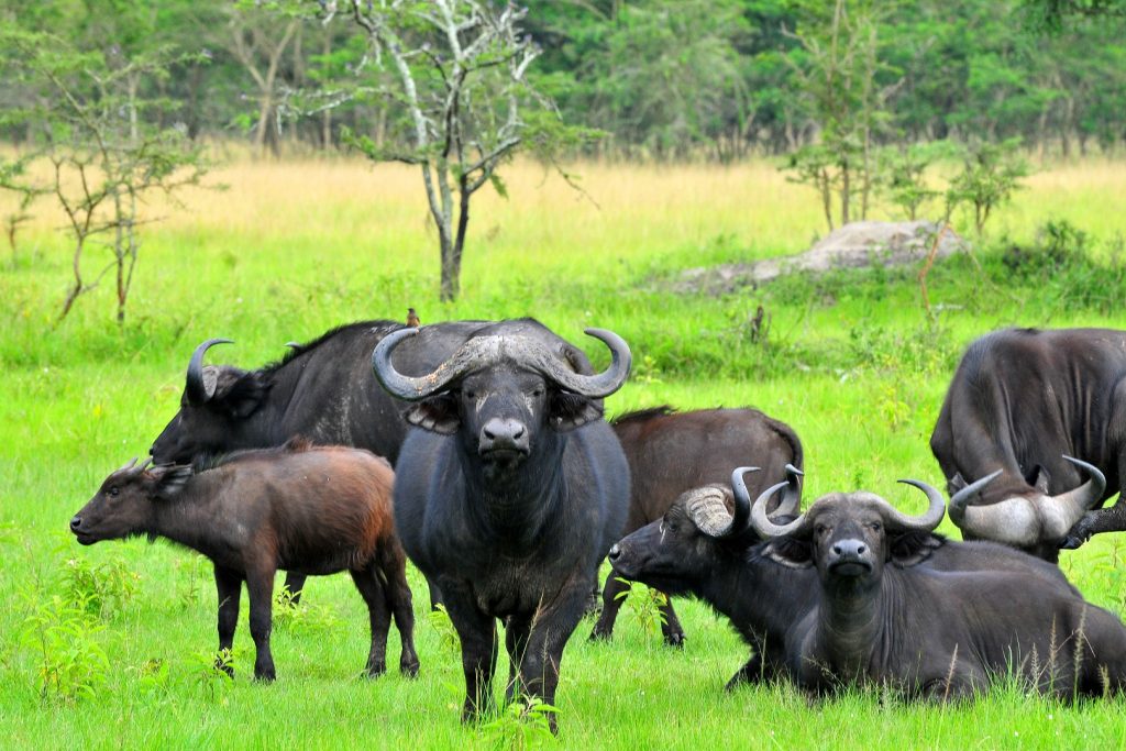 Book Your Semuliki Adventure