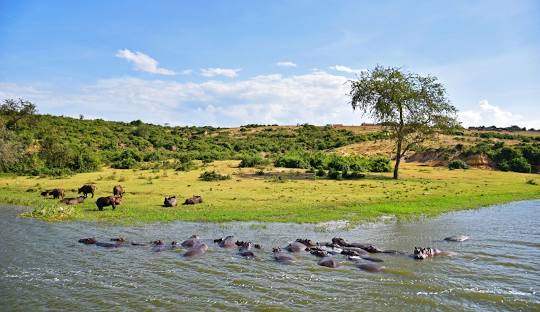 Buffalo Herd in Kidepo
