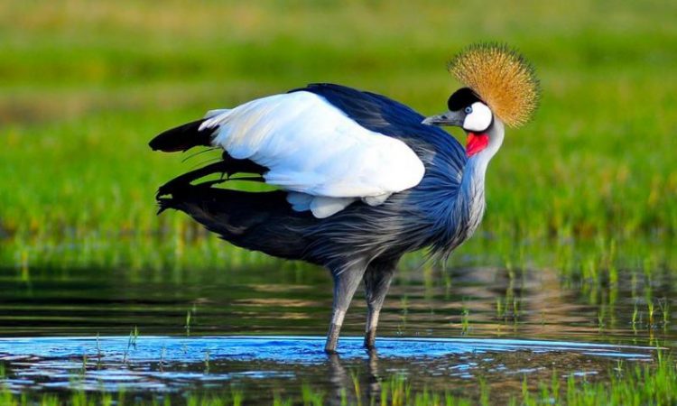Bird Watching in Lake Bunyonyi