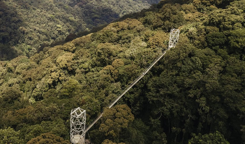 Canopy Walk in Nyungwe