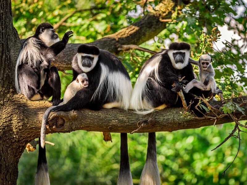 Colobus Monkeys