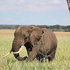 Elephants in Kibale Forest