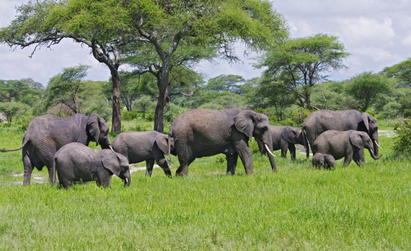 Elephants in Tarangire