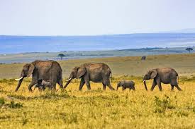 Elephants in the Serengeti