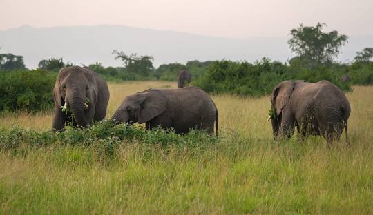Elephants in Queen Elizabeth