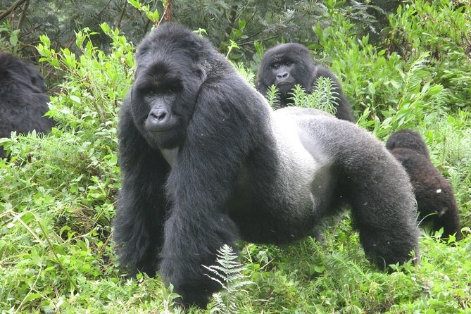 Gorillas in Bwindi