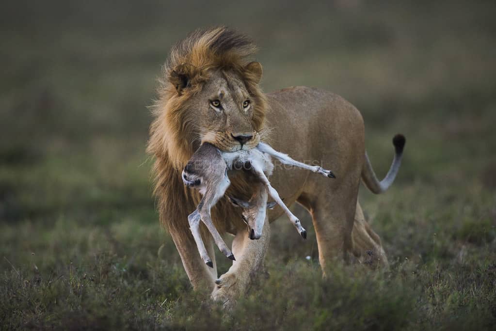 Lions in Serengeti