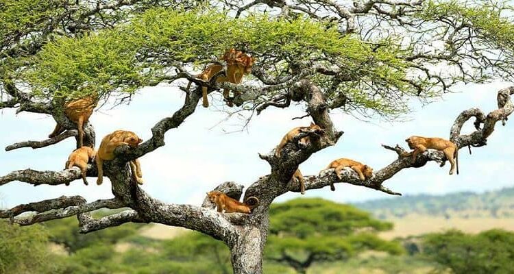 Lions in Ishasha