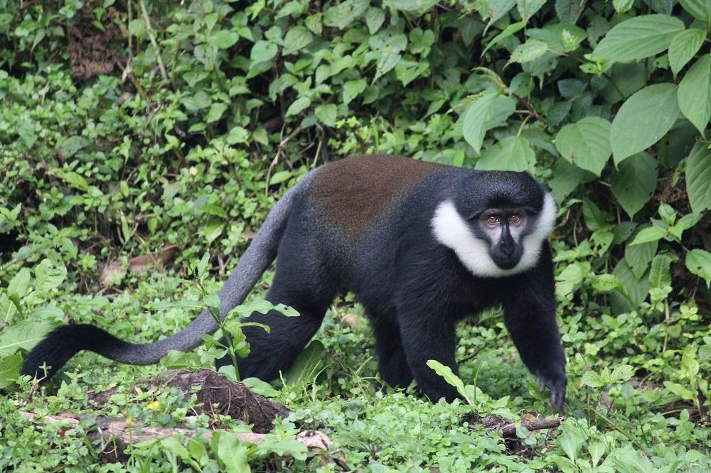 Ituri Forest