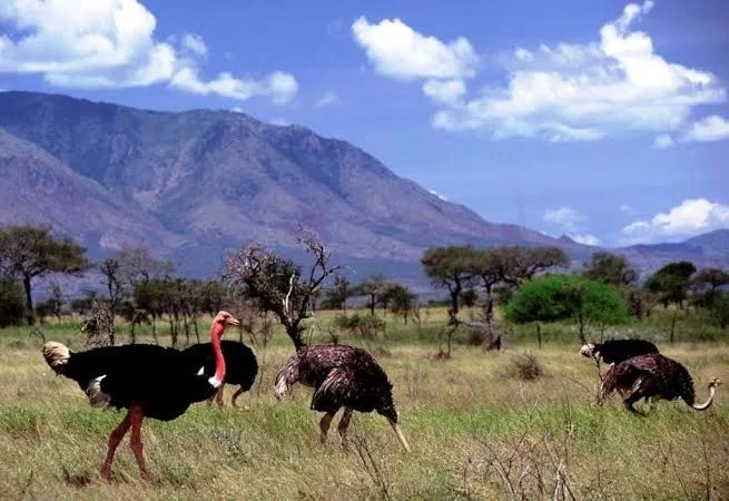 Kidepo Landscape