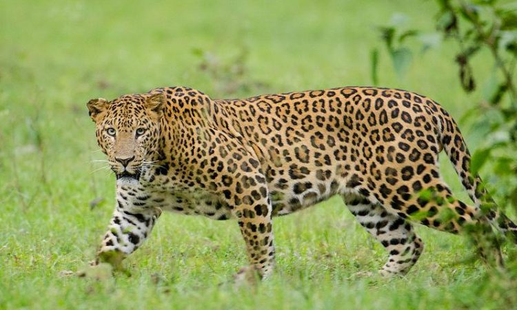The Big Five in Masai Mara
