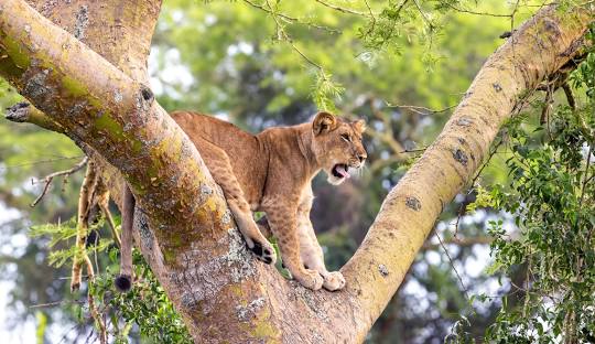 Lions in Murchison Falls