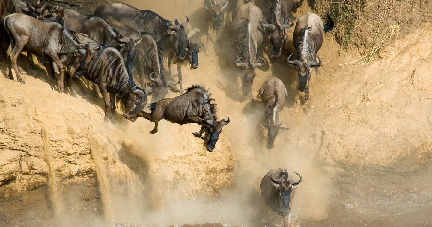 Mara River Crossing