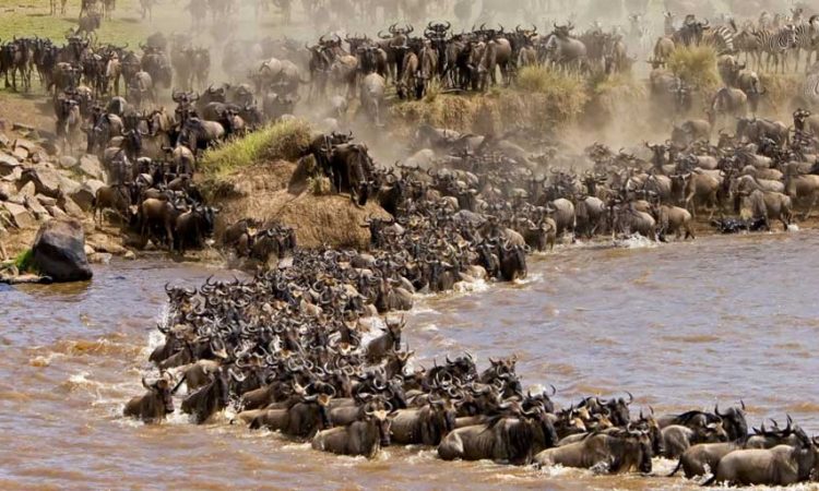 Wildebeest Crossing