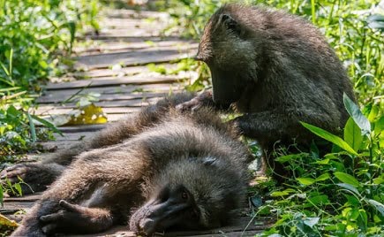 Monkeys in Kibale Forest