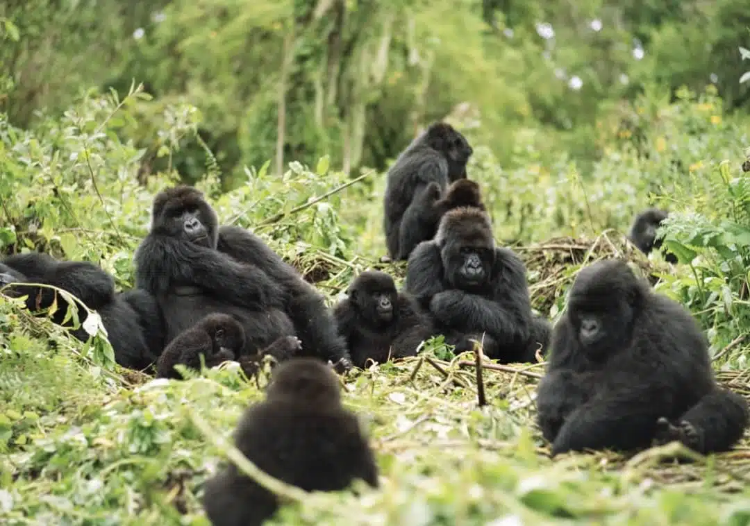 Chimpanzee Tracking