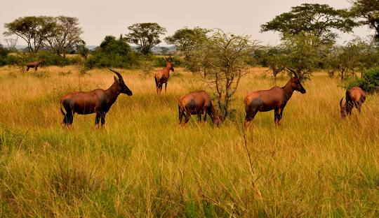 Queen Elizabeth National Park