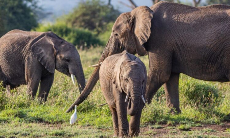 Forest Elephants in Semuliki