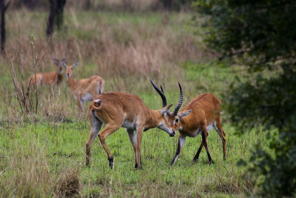 Semuliki Wildlife