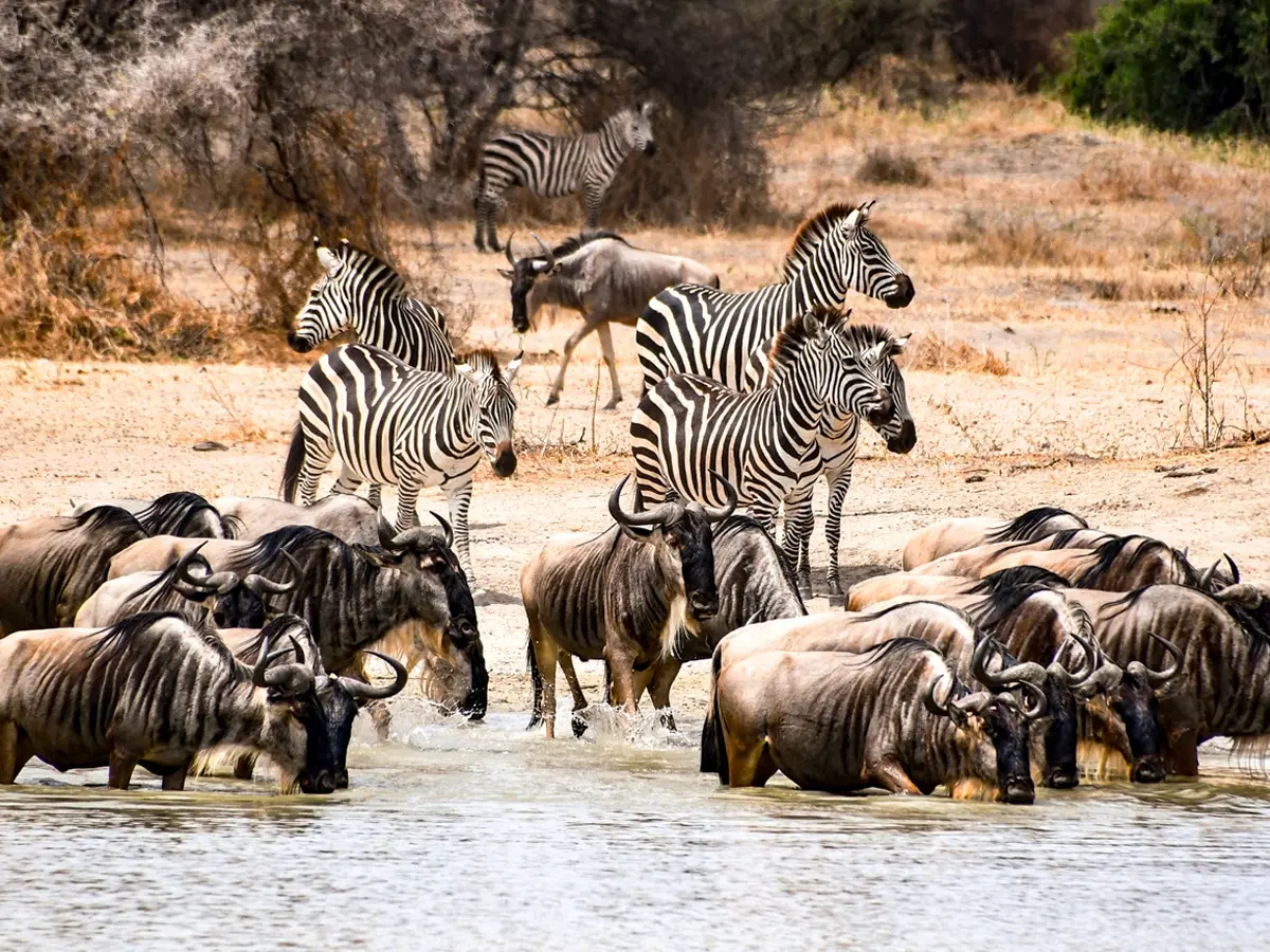 Zebras